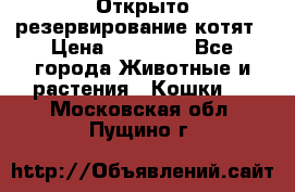 Открыто резервирование котят › Цена ­ 15 000 - Все города Животные и растения » Кошки   . Московская обл.,Пущино г.